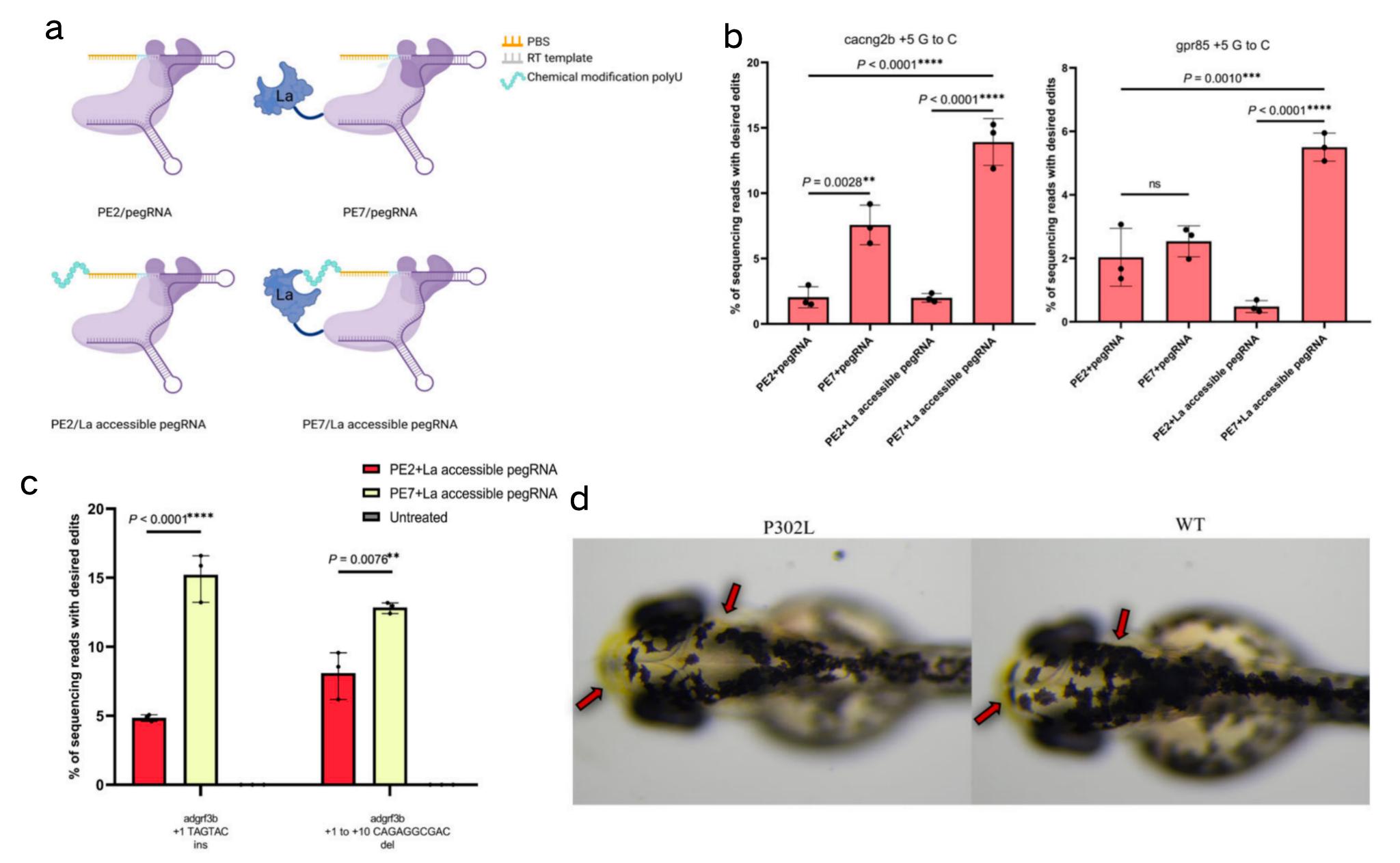 斑马鱼多碱基突变修饰